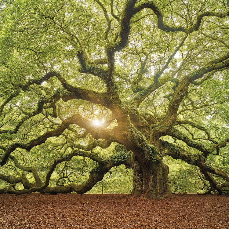 The Tree Square Edit OL handcrafted art work on canvas or framed canvas prints by Moises Levy 
