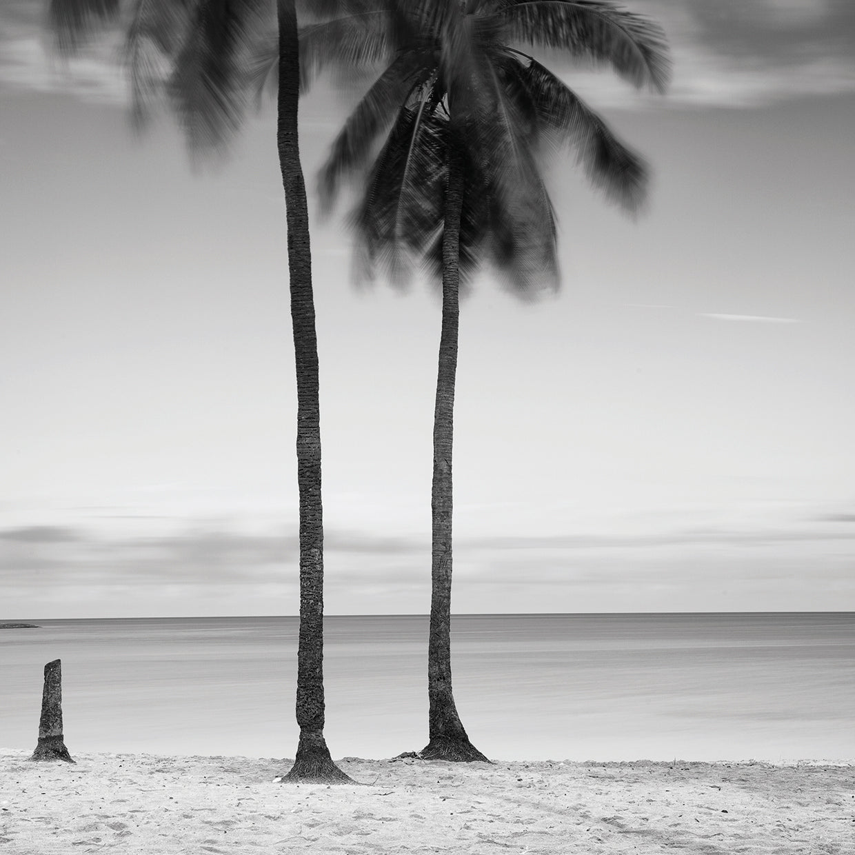 2 Palmeras handcrafted art work on canvas or framed canvas prints by Moises Levy 