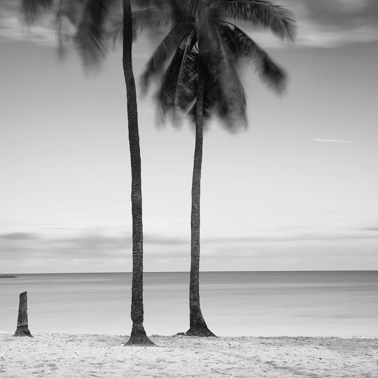 2 Palmeras handcrafted art work on canvas or framed canvas prints by Moises Levy 