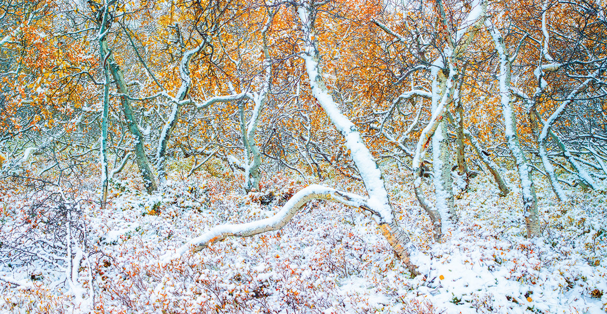Tired Trees 3 handcrafted art work on canvas or framed canvas prints by Moises Levy 