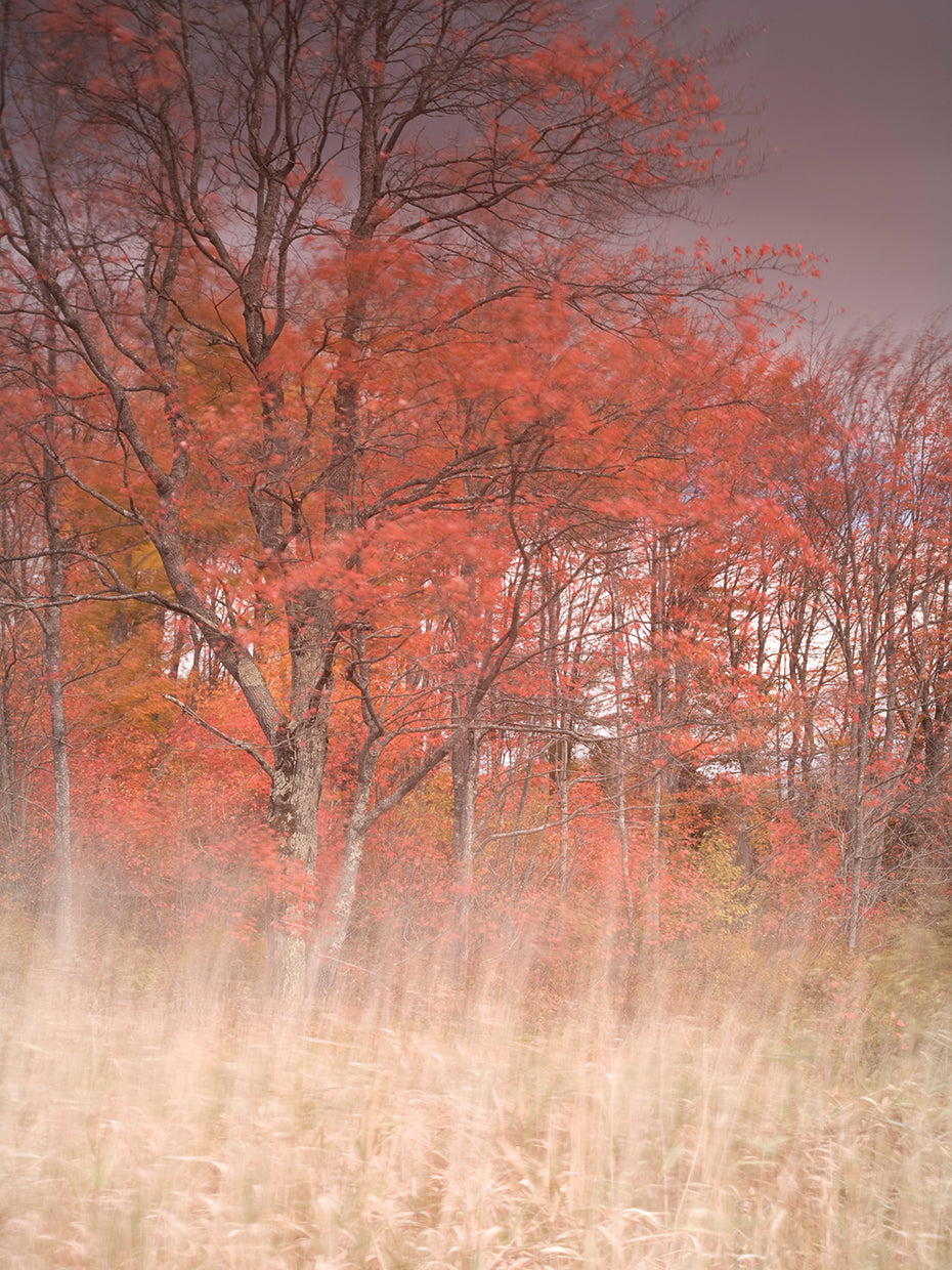 Trees On Wind 1 handcrafted art work on canvas or framed canvas prints by Moises Levy 