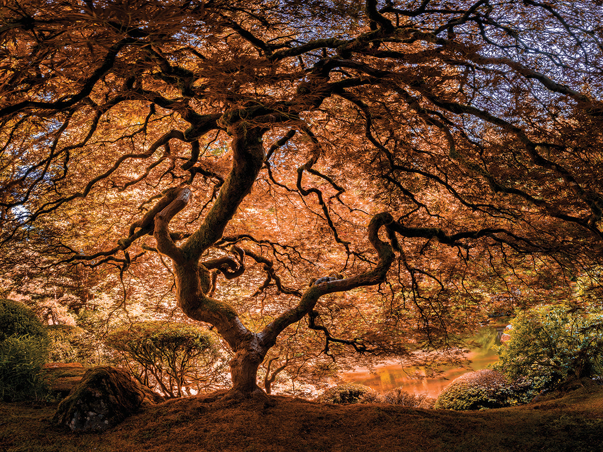 The tree 3 handcrafted art work on canvas or framed canvas prints by Moises Levy 