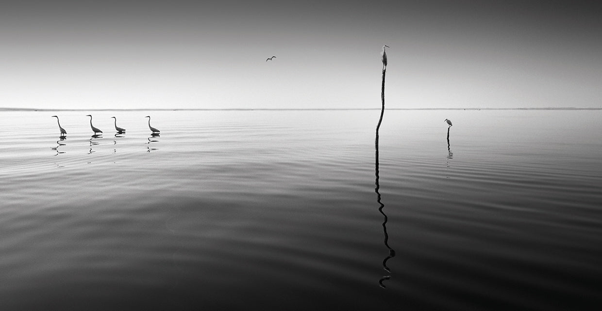 4 Herons handcrafted art work on canvas or framed canvas prints by Moises Levy 