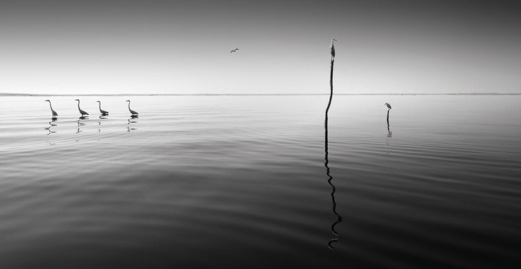 4 Herons handcrafted art work on canvas or framed canvas prints by Moises Levy 