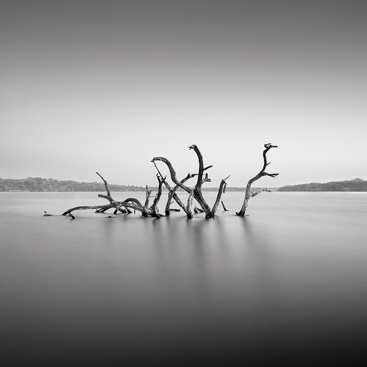 Dragon handcrafted art work on canvas or framed canvas prints by Moises Levy 