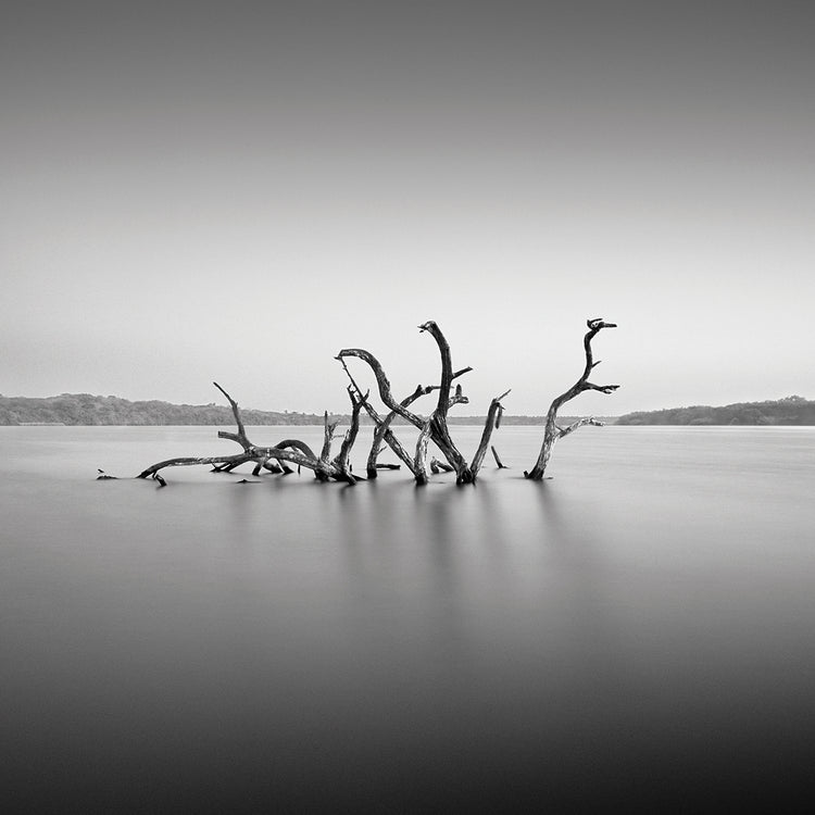 Dragon handcrafted art work on canvas or framed canvas prints by Moises Levy 