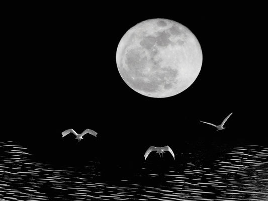 Moon Flight, Delray Beach, Florida ‘10 Canvas Print