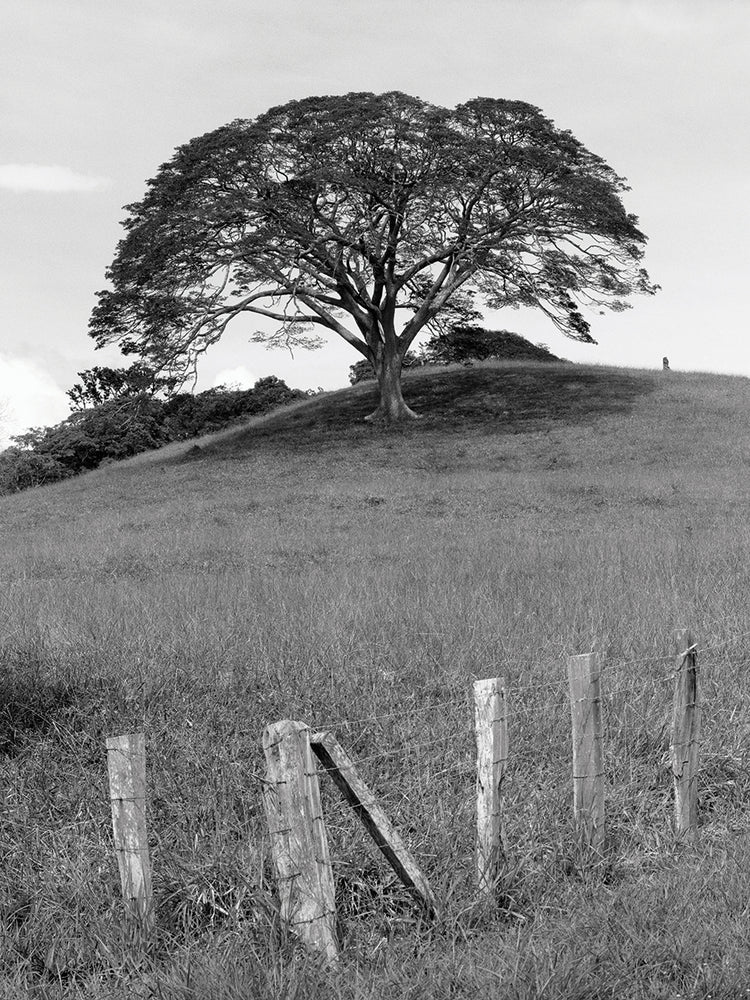 Lone Tree &amp; Fence, Costa Lienzo