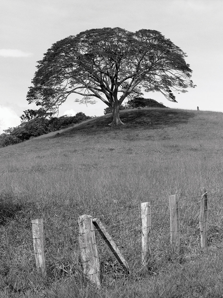 Lone Tree &amp; Fence, Costa Lienzo