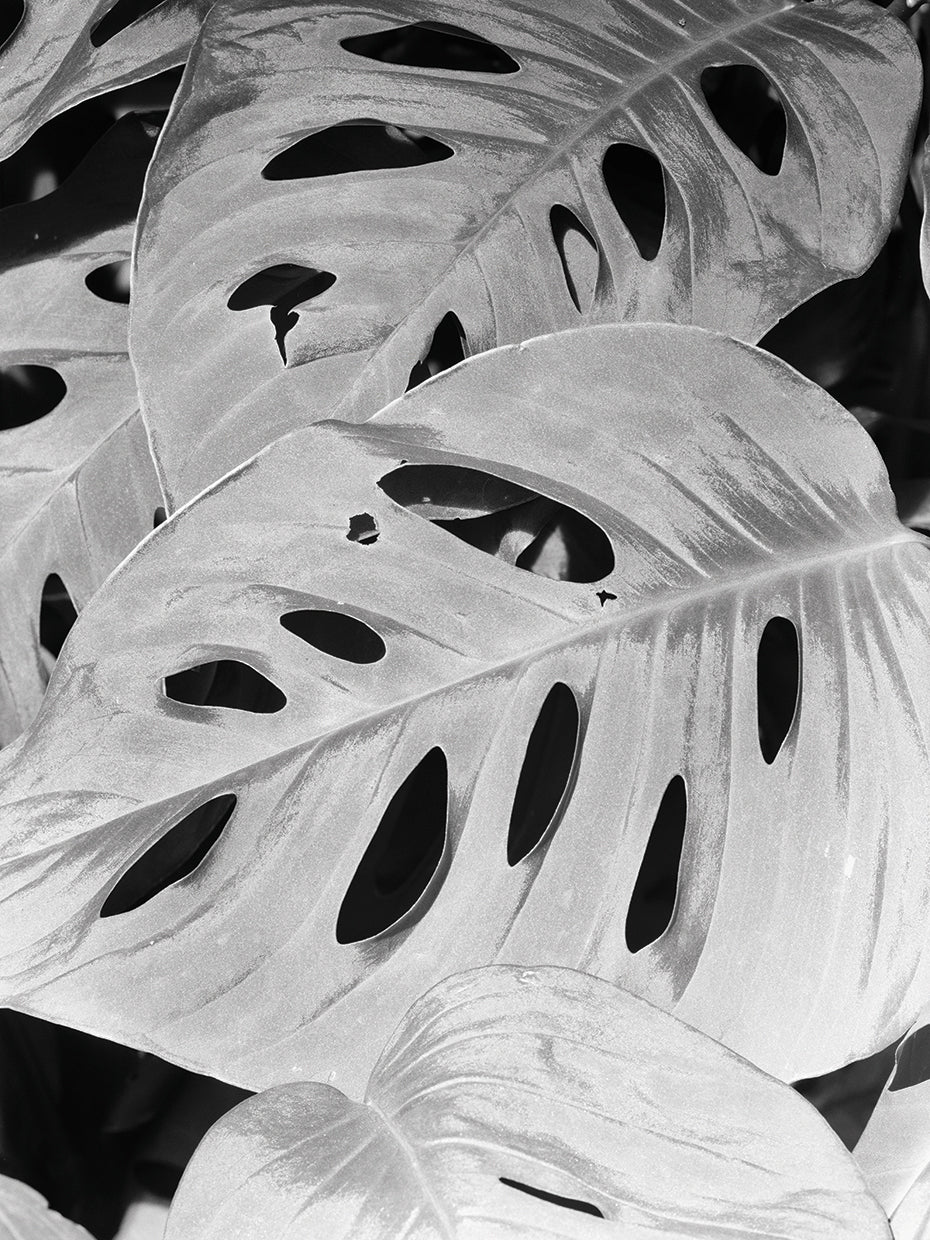 Philodendron, Michigan 86