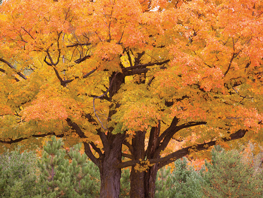 Maple Tree In Autumn, Big Bay, Michigan '12-color Canvas Art