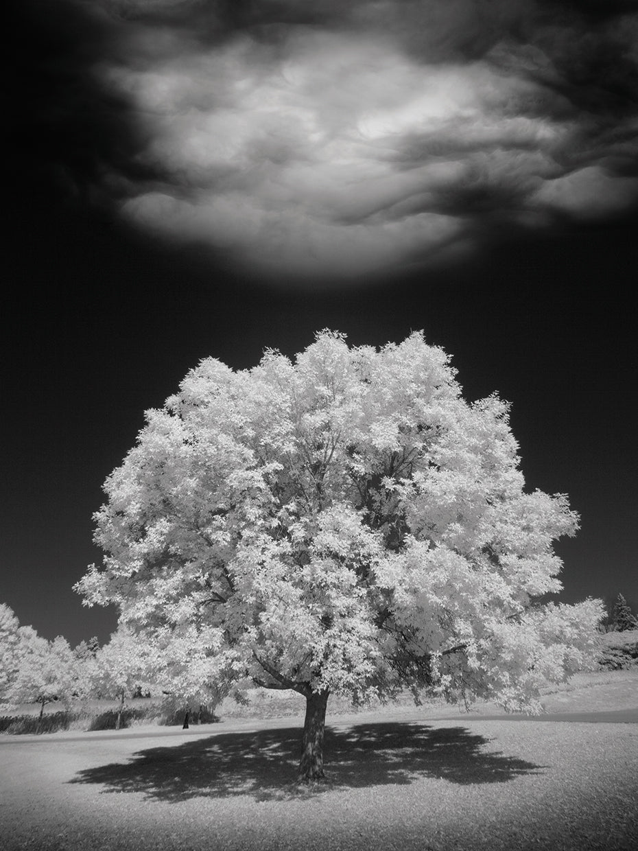 Lone Tree & Cloud, Green Bay, Wisconsin '12