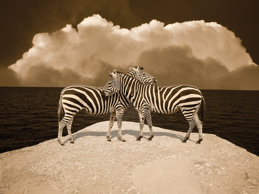 Two Zebras, Port Austin, MI '11 - IR Canvas Art