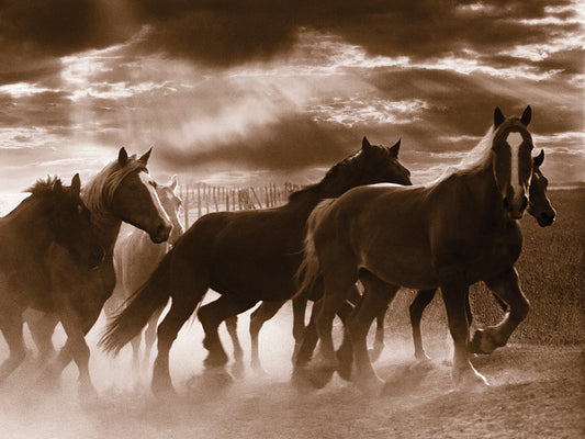 Running Horses And Sunbeams, Rothbury, Michigan Canvas Art