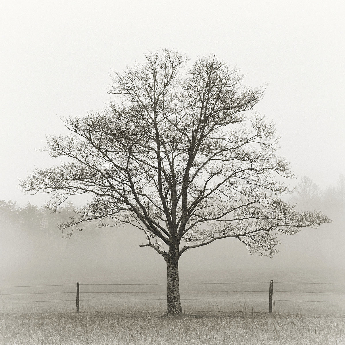 Winter Tree, Cades Cove