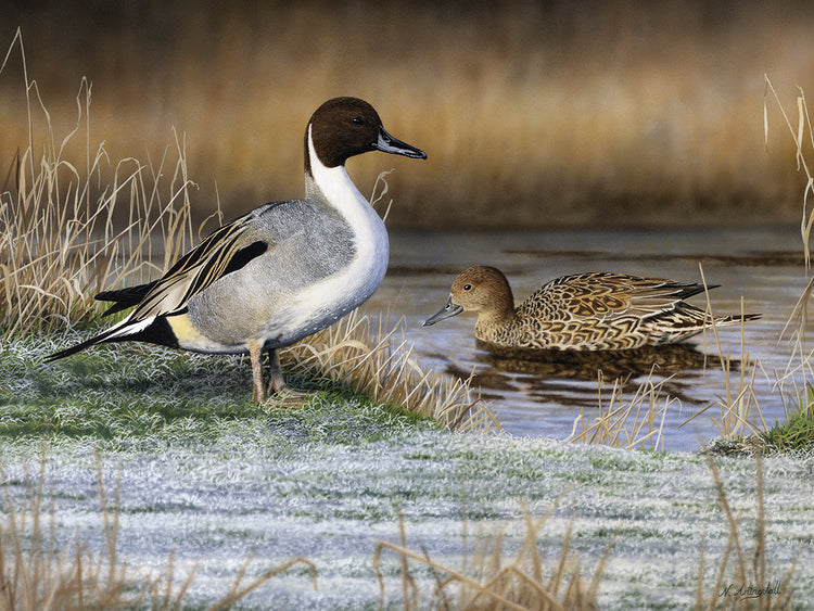 Pintail Ducks 0108