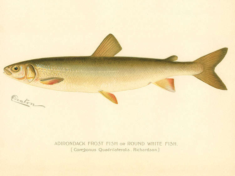 Pescado helado de Adirondack Lienzo