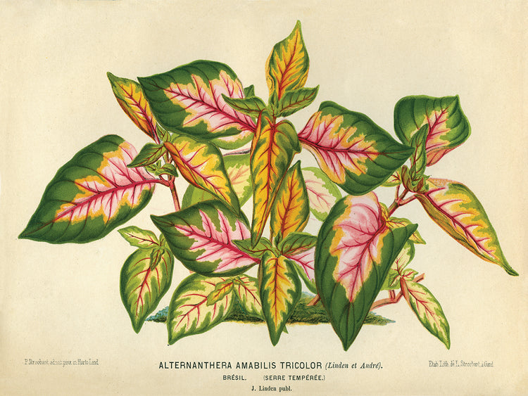 Alternanthera Amabilis Tricolor