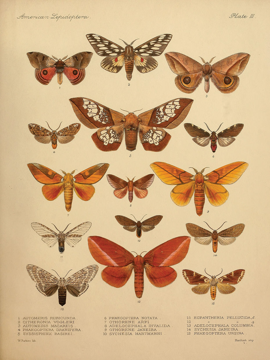American Lepidoptera, Lámina 3 Lienzo