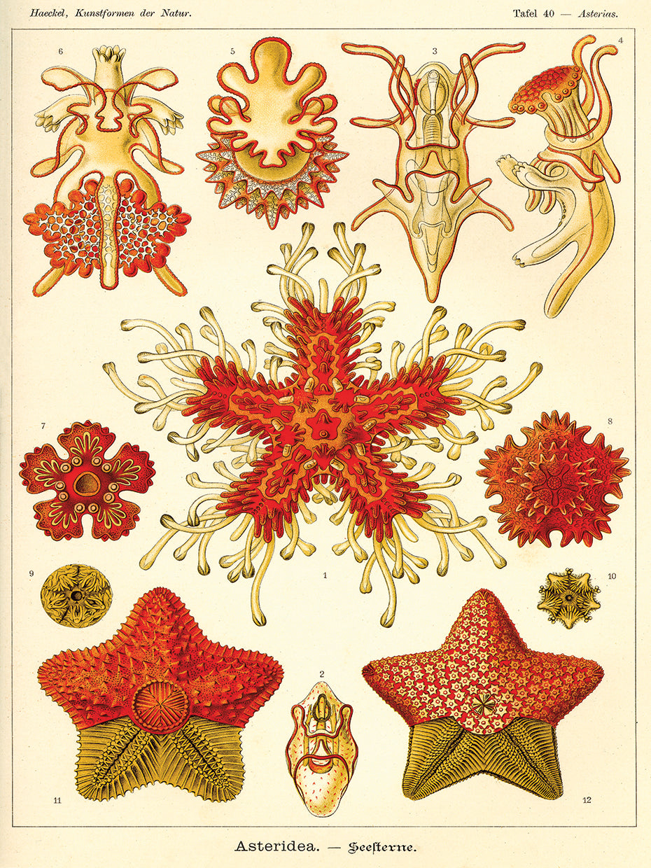 Arte de la lona de Asteridea