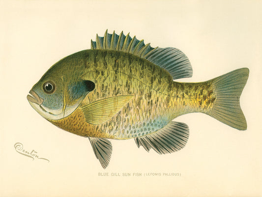 Blue Gill Sun Fish Canvas Print