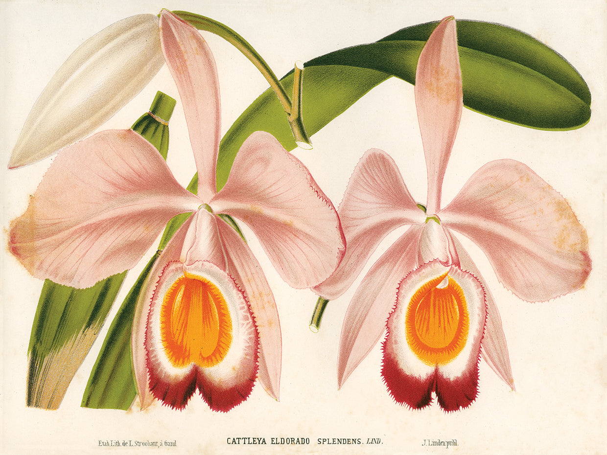 Arte de la lona de Cattleya Eldorado Splendens