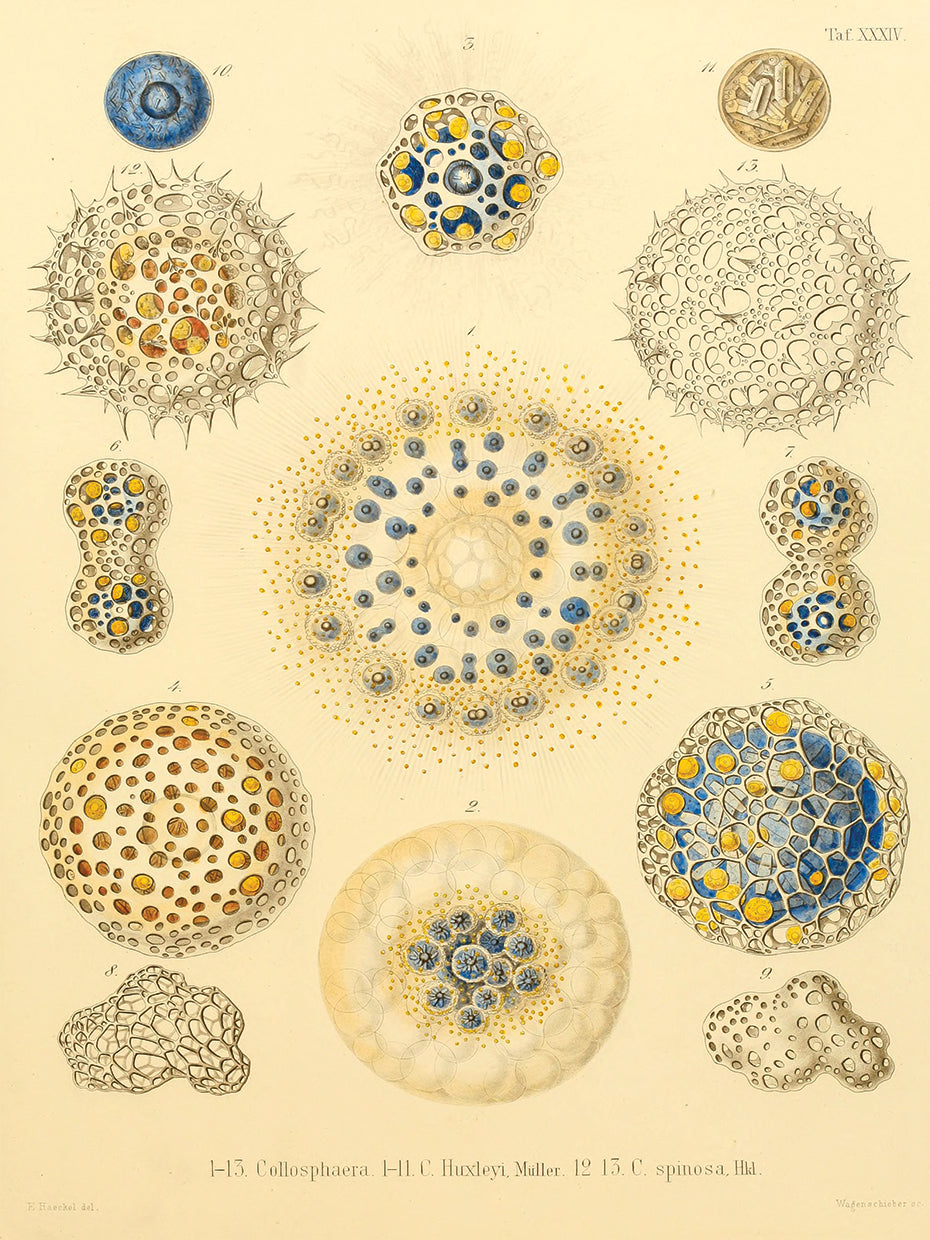 Arte de la lona de Collosphaera Radiolaria