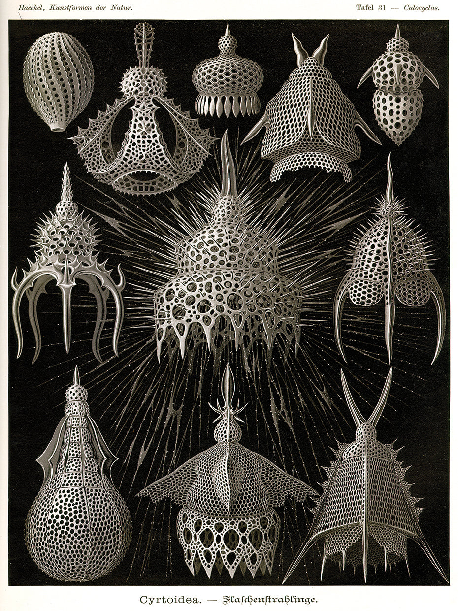 Cyrtoidea - Scheiben-Strahlinge - Heliodiscus