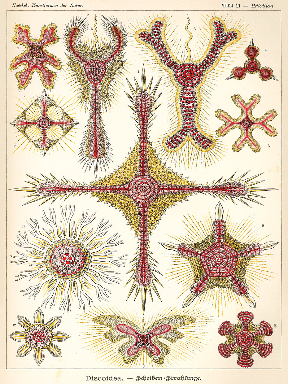 Lienzo Discoidea - Scheiben-Strahlinge - Heliodiscus