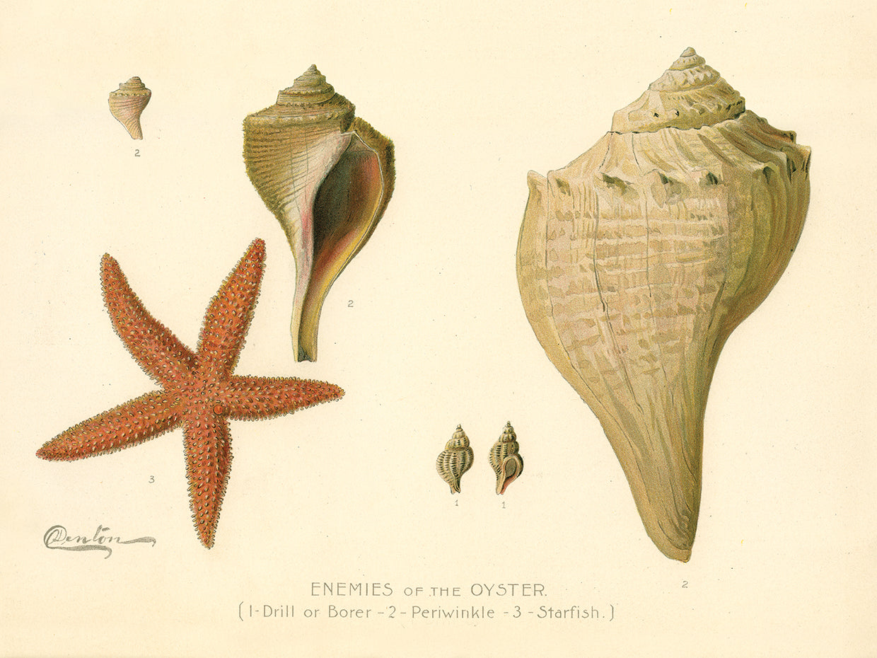 Enemies of the Oyster