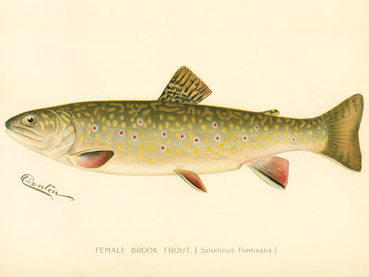 Female Brook Trout Canvas Print