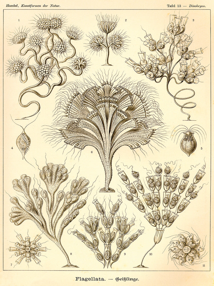 Flagellata - Scheiben-Strahlinge - Heliodiscus Lienzo