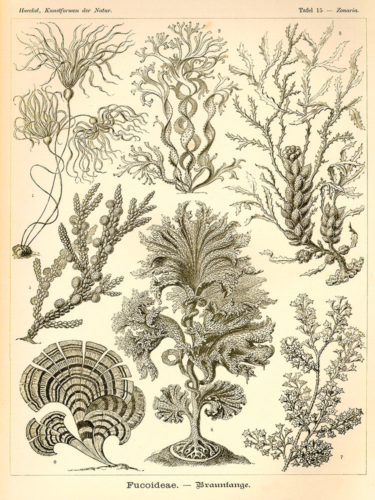 Lienzo Fucoideae - Scheiben-Strahlinge - Heliodiscus