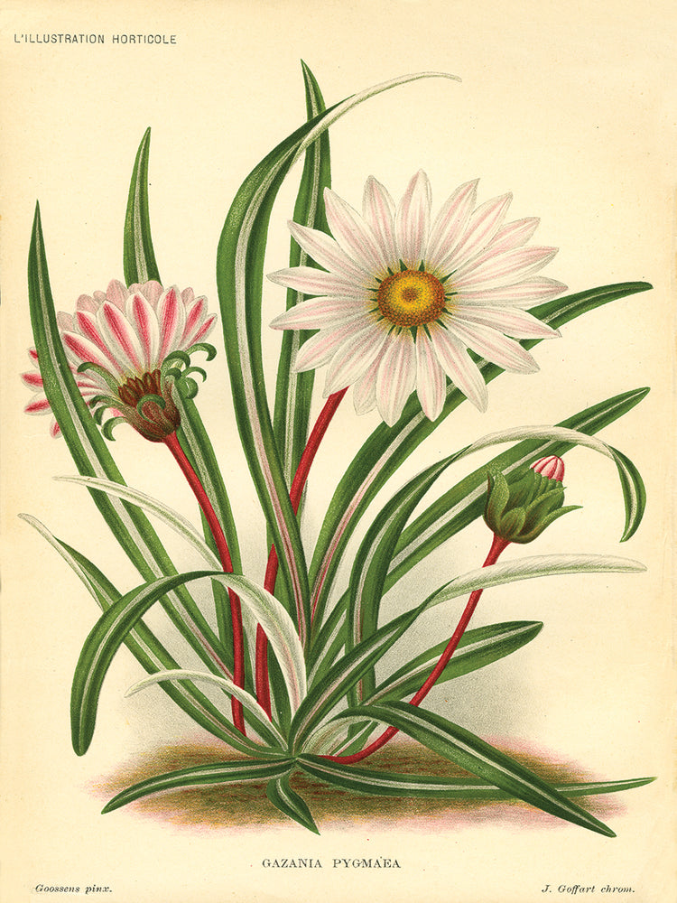 Arte de la lona de Gazania Pygmaea