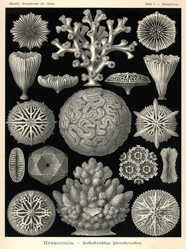 Hexacoralla Lienzo