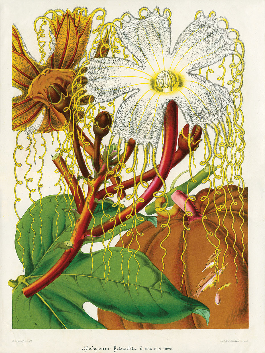 Hodgsonia Heteroclita