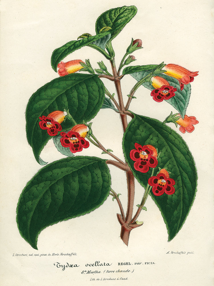 Cuadro Kohleria de América Central