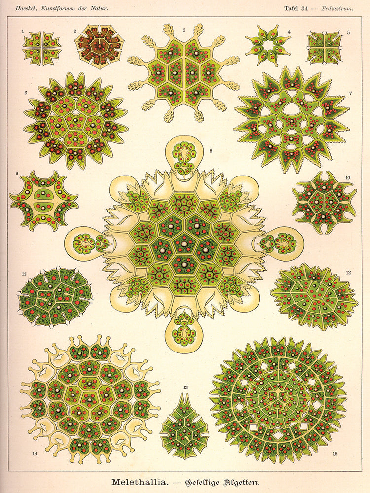 Arte de la lona de Melethallia