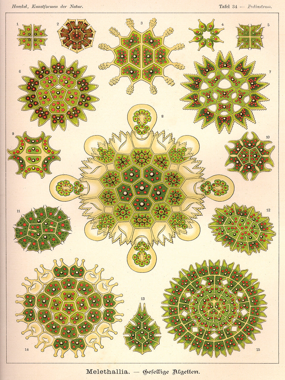 Arte de la lona de Melethallia