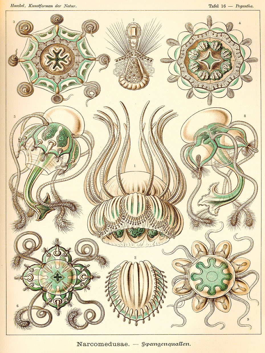 Narcomedusae - Scheiben-Strahlinge - Heliodiscus Lienzo