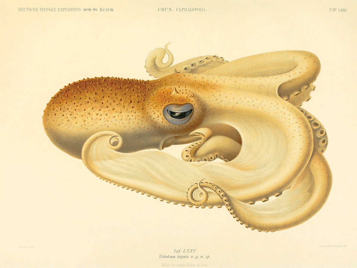 Octopus - Die Cephalopod