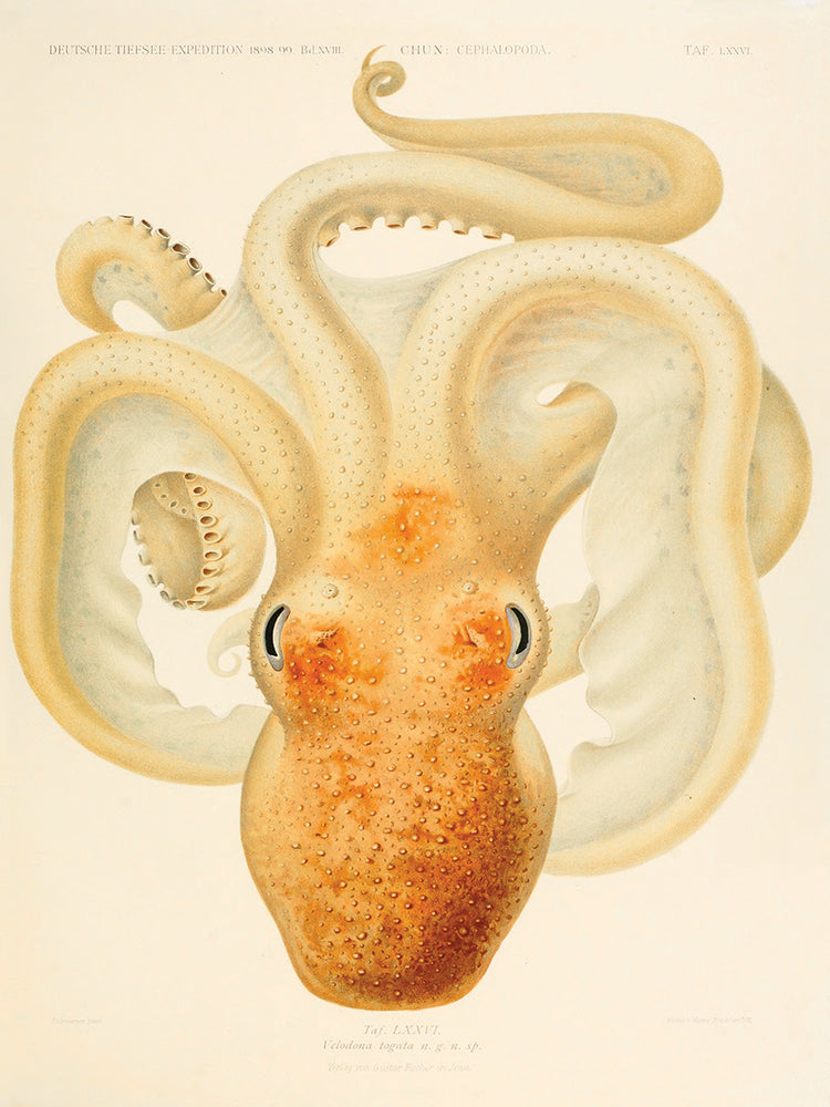Arte de la lona de cefalópodos