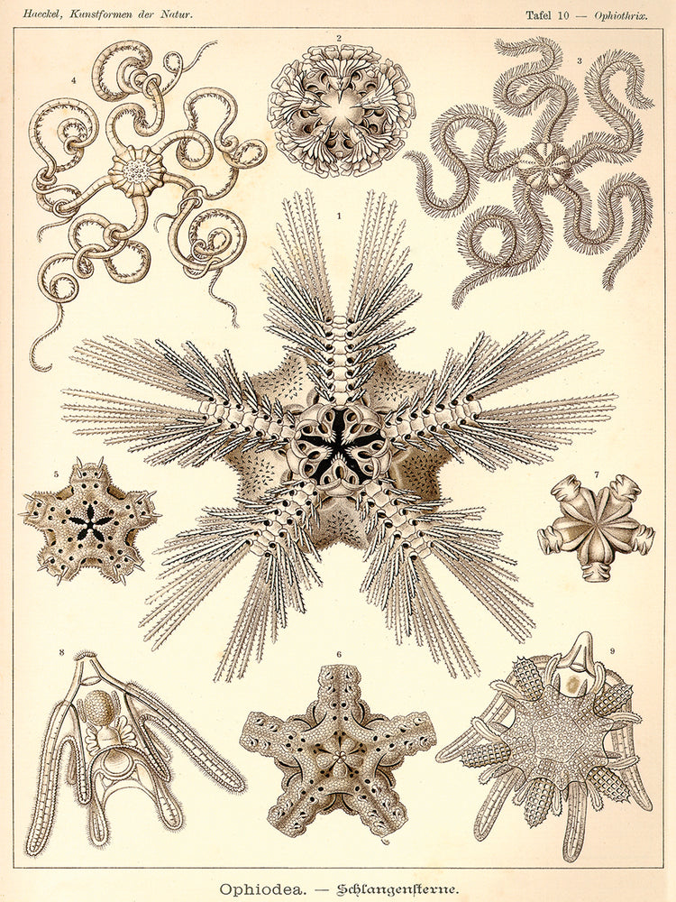 Arte de la lona de Ophiodea
