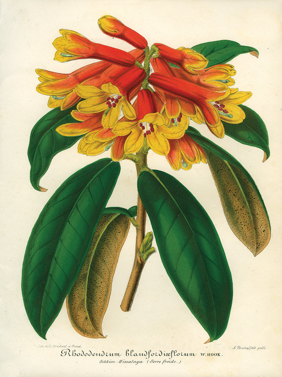 Arte de lienzo de rododendro amarillo naranja
