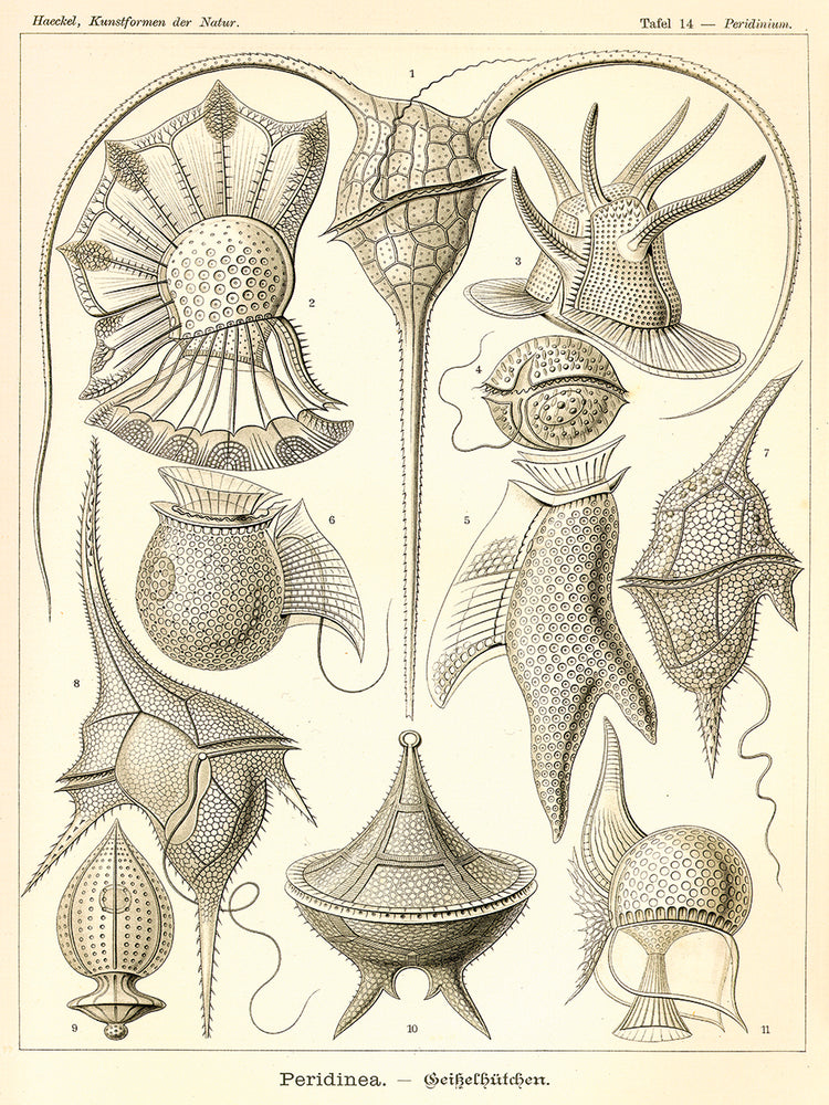 Peridinea - Scheiben-Strahlinge - Heliodiscus Lienzo