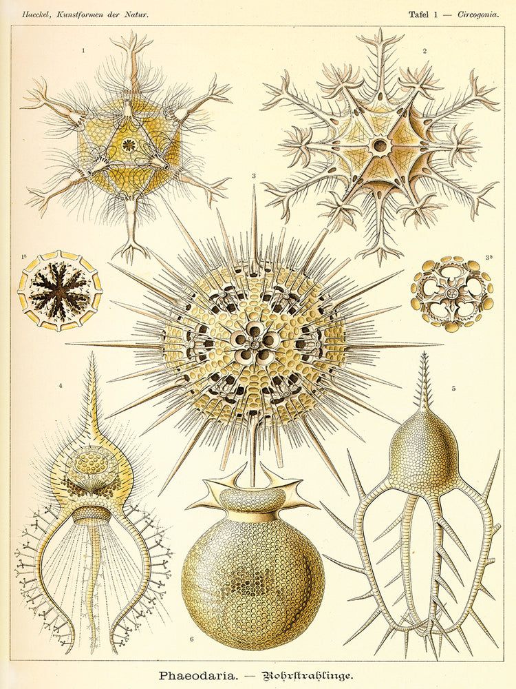 Arte de la lona de la radiolaria de Phaeodaria