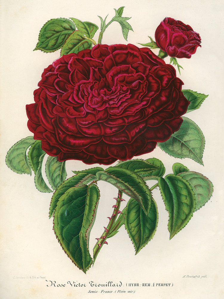 Arte de la lona de Rose Victor Trouillard