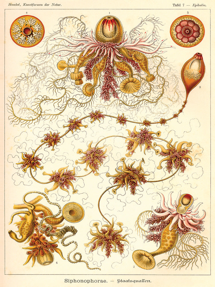 Siphonophorae - Scheiben-Strahlinge - Heliodiscus Lienzo