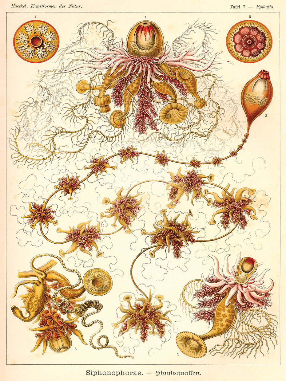 Siphonophorae - Scheiben-Strahlinge - Heliodiscus Lienzo