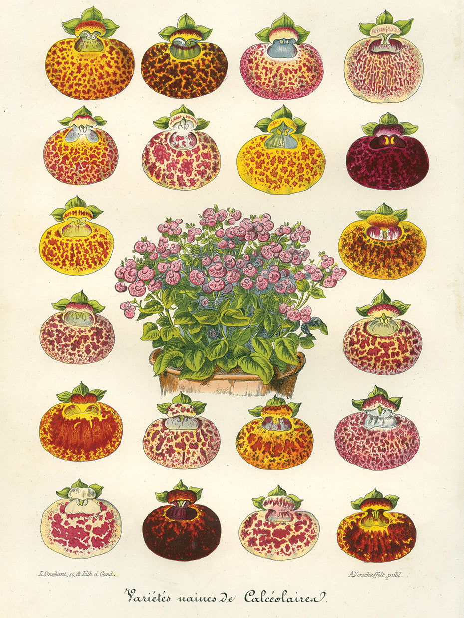 Arte de la lona de las variedades de la flor del deslizador